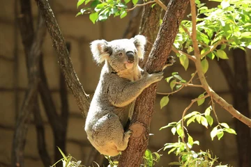 Photo sur Plexiglas Koala コアラ　コアラのアップ　コアラの横顔