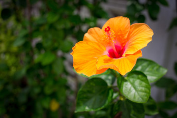 orange hibiscus