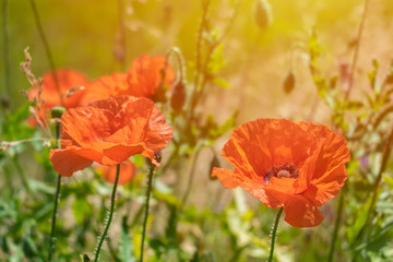 Two bright red poppies in the sun on background of green grass and leaves. Close up of red poppy flowers in field. Beautiful flowers in the sunset light.