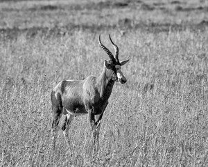 Blesbok Antelope