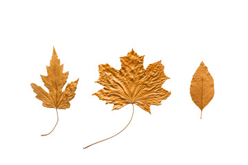 Autumn metallic gold copper leaves set isolated on white. Different fall metallic paint leaves kit on white background with copy space. Various metallic decorative leaves
