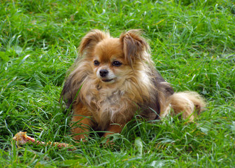 Cute dog with a bone sitting on green grass in a meadow. Funny little companion dog Pomeranian Pom breed eats big bone