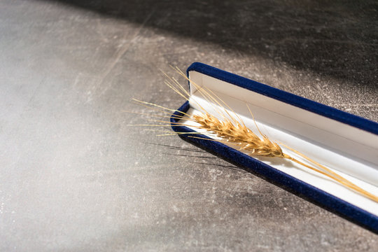 Gold Spikelet of wheat in jewelry box close up. Gold paint wheat spikelet in blue velvet jewelry box on  dark background. Bread is the staff of life. Harvest, richness, abundance, wealth, prosperity