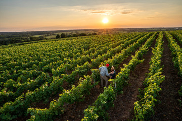 Top view. A winegrower and young son in their vines at sunset