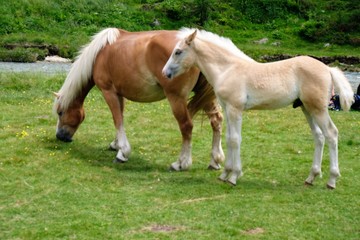 cavallo animali erba pascolo verde parco all'aperto