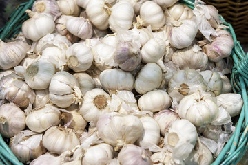 Freshly picked garlic in azure basket on market.
