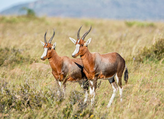 Blesbok Antelope