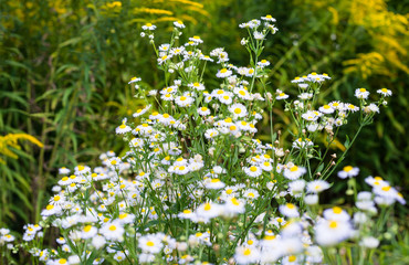 Blooming daisies in the field in summer, on a hot August day in the countryside, white and yellow flowers.