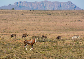 Blesbok Antelope