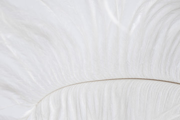 white and delicate ostrich feather