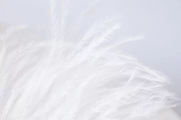 Fotobehang white and delicate ostrich feather © studioflara