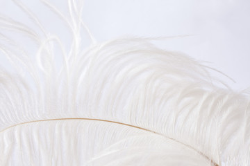 white and delicate ostrich feather