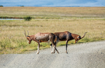 Blesbok Antelope
