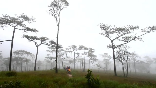 Green field in forest at raining season on mountain location at pooh soi dao national park Huai Mun, Nam Pat District, Uttaradit Thailand