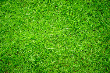 Green grass background. Good for green background work.