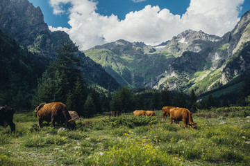 Fototapeta na wymiar Herd of cows in mountains