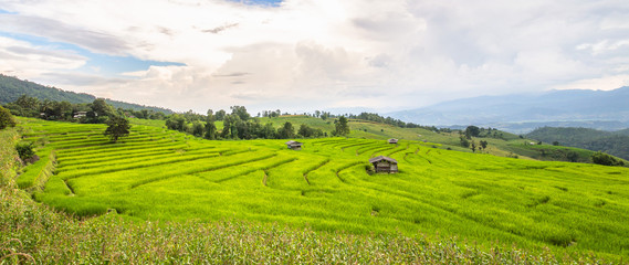 Fototapeta na wymiar Terraced Rice Field in Mae Cham district. Chiangmai province, Thailand.
