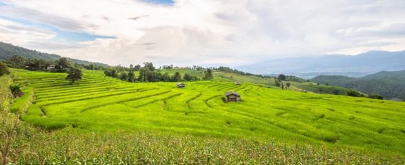 Fototapeta na wymiar Terraced Rice Field in Mae Cham district. Chiangmai province, Thailand.