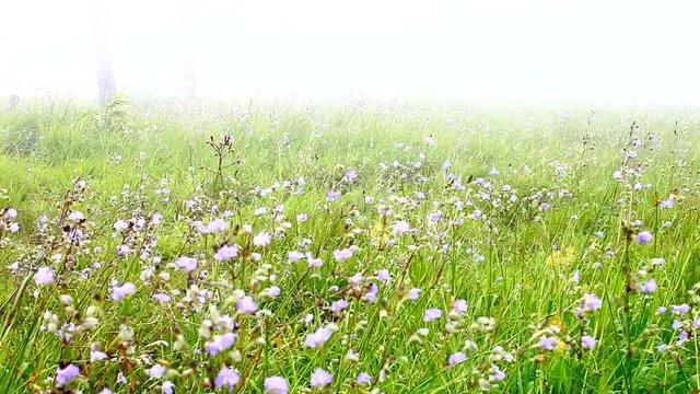Sweet purple flowers field in forest at raining season on mountain location at pooh soi dao national park Huai Mun, Nam Pat District, Uttaradit Thailand