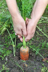Peasant farmer squeezes out of the ground a huge ripe carrot