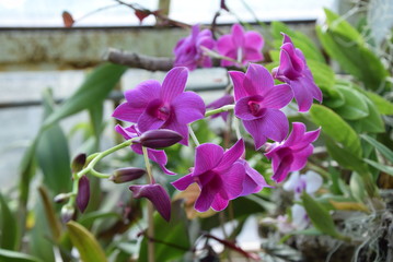 Storczyk Phalaenopsis Falenopsis Orchidea