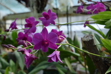 Phalaenopsis Orchid Falenopsis Orchidea