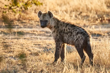 Fotobehang Joven hiena en Botsuana © Dani Rilo