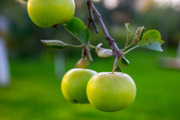 Fresh green ripe apples at the tree. Blurred garden background