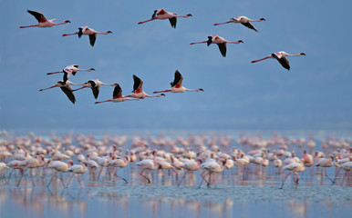 Obraz premium Colony of Flamingos on the Natron lake.Lesser Flamingo Scientific name: Phoenicoparrus minor. Tanzania Africa.