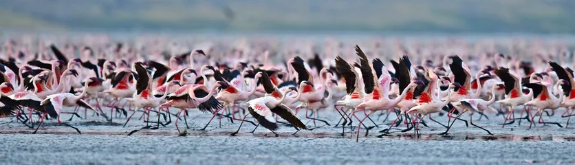 Papier Peint photo Flamant Colony of Flamingos on the Natron lake.Lesser Flamingo Scientific name: Phoenicoparrus minor. Tanzania Africa.