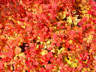 Naklejka na ściany i meble Red and yellow leaves a natural background