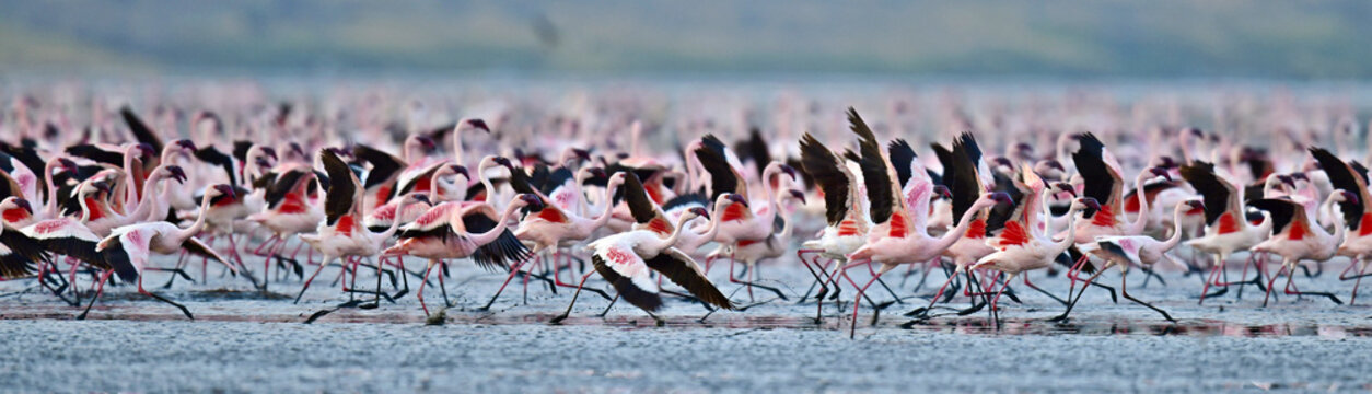 Fototapeta Colony of Flamingos on the Natron lake.Lesser Flamingo Scientific name: Phoenicoparrus minor. Tanzania Africa.