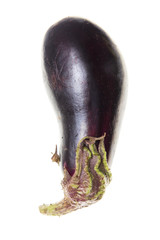Ripe black eggplant isolated on white background