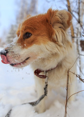 Portrait of dog on snow in winter