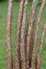Kaktus Cactaceae cactus © Perovskia