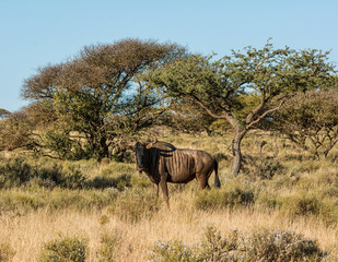 Blue Wildebeest Running
