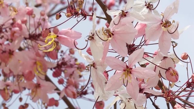 Flowers of Cassia bakeriana or common name Horse Cassia , Pink Cassia , Pink Shower or Wishing Tree. Flowering plants in the legume family usually found in every part of Thailand.