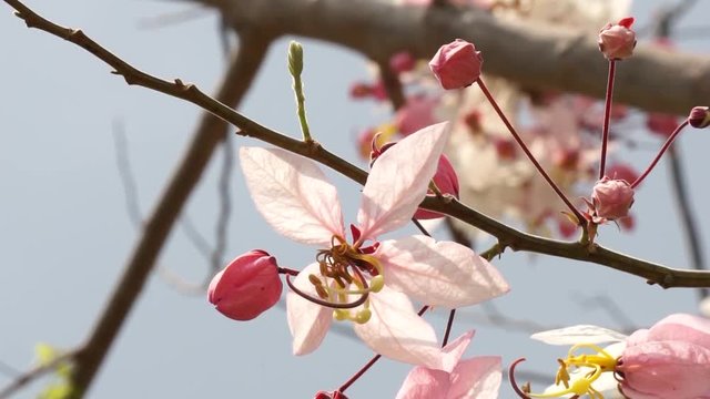 Flowers of Cassia bakeriana or common name Horse Cassia , Pink Cassia , Pink Shower or Wishing Tree. Flowering plants in the legume family usually found in every part of Thailand.