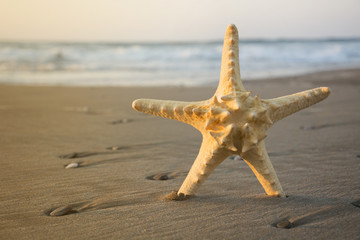 Starfish on a beach sand closeup. Summer holidays sea background