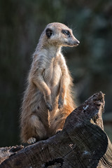 Suricata on guard