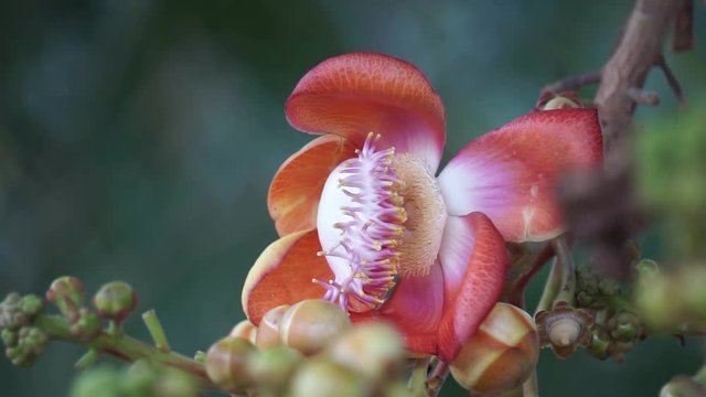 Flowers of Shorea robusta also known as sal, sakhua or shala tree. This tree is religious significance to Hindu and Buddhism.