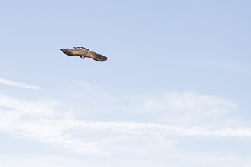 Harris's hawk (parabuteo unicinctus) flying