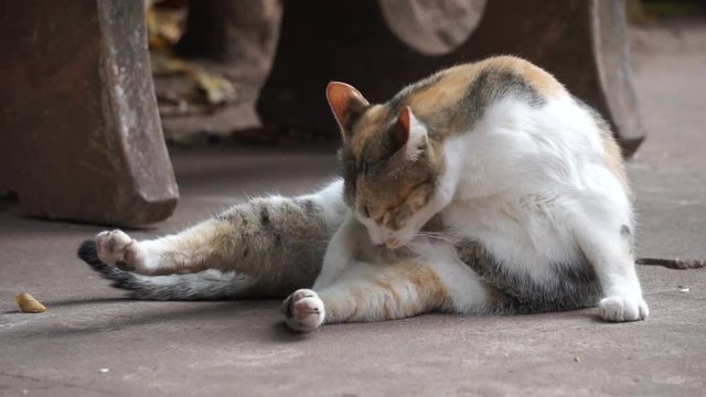Orange and white Cat lays down on the street and lick its body.