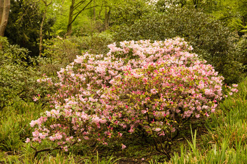 Fototapeta premium Bush in spring