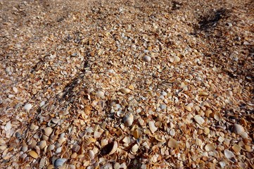 Small broken shells on the beach.