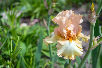 Fototapeta premium Close-up view of an iris flower on background of green leaves and flower beds. Beautiful varietal Qualified pink orange peach garden irises. Selective focus