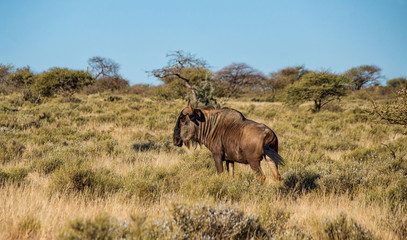 Blue Wildebeest Running