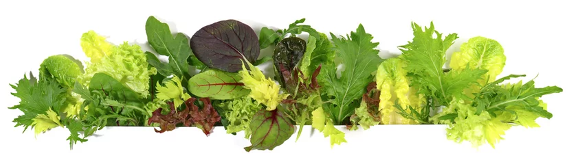 Foto auf Acrylglas Frisches Gemüse Blattsalat - Panorama