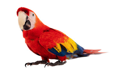 Naklejka premium Red Macaw Parrot isolated on white