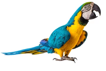 Fotobehang Papegaai Ara papegaai geïsoleerd op wit